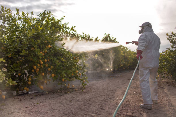 Best Wasp Removal Services  in Elk Point, SD